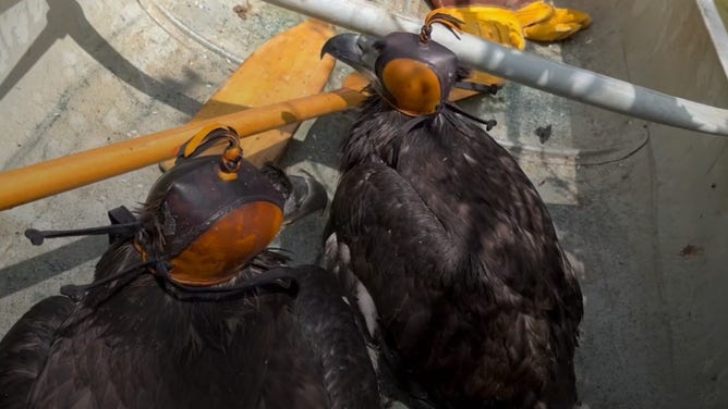 The two bald eagle chicks in the canoe after being rescued.