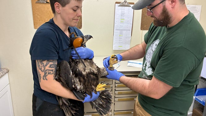 One of the eaglets being evaluated by World Bird Sanctuary staff after the rescue.