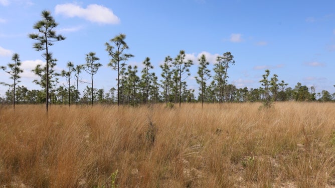 The preserve.