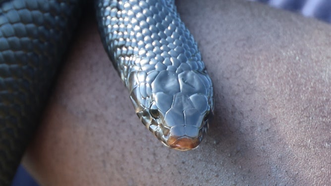 Eastern indigo snake.