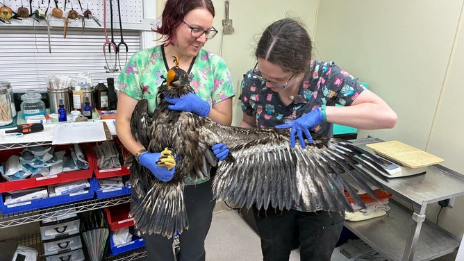 World Bird Sanctuary staff evaluates one of the eaglets after its rescue.