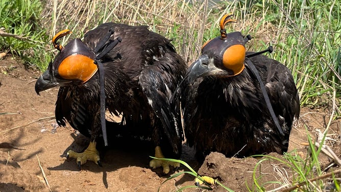 The caps covering their eyes are falconry hoods, which help reduce stress levels for birds of prey.