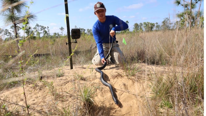 Man holds eastern indigo snake.