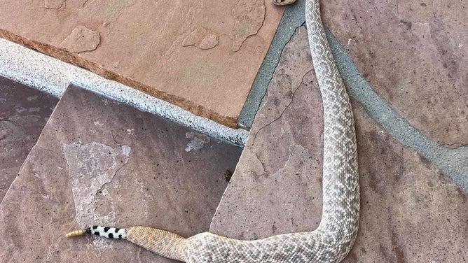 A Western Diamondback Rattlesnake with a significant pattern mutation was found in the backyard of a home in Scottsdale, Arizona.