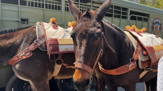 FILE: Mules with Mountain Mule Packer Ranch.