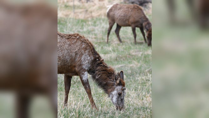 A rare piebald elk was spotted in Colorado standing next to an elk without piebaldism.