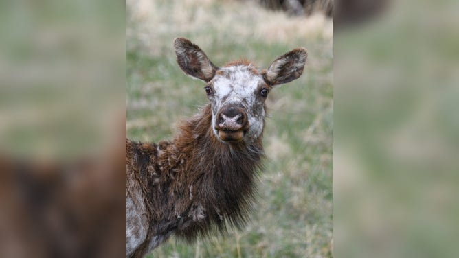 Rare cow elk with piebaldism found in Colorado.