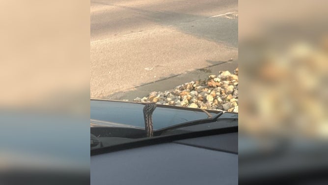 The snake was identified as a coachwhip snake.