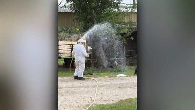 A vicious bee swarm launched a deadly attack on a Comanche, Texas, family's cluster of cherished rodeo horses, resulting in the loss of all three animals on Friday, May 9, 2025, fire officials said.