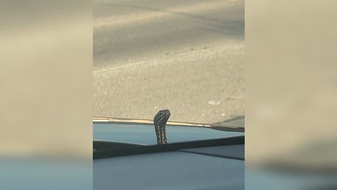 A coachwhip snake poking its head up from the hood of LeAnna Binkley's car.