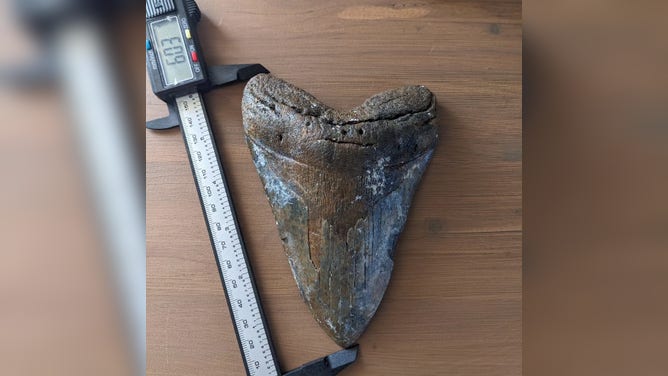 A 6-inch megalodon shark tooth found in Venice, Florida.