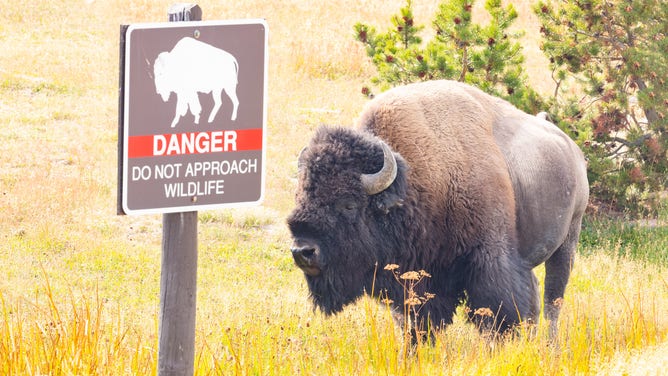 Bison next to danger sign.