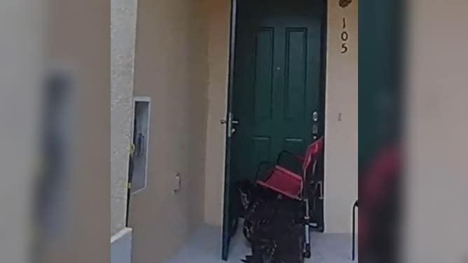 Alligator with chair stuck on its head in Fort Myers, Florida.