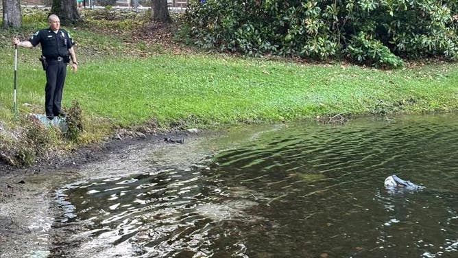 Officers stand ready to help an alligator get a soccer ball out of its mouth in North Carolina.