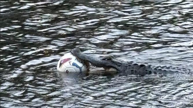 An alligator swims around with a soccer ball in its mouth at a North Carolina golf course.