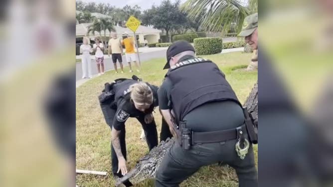 Lee County Sheriff's Deputies and a Florida Fish and Wildlife Commission alligator trapper hoist the gator into the back of the truck.