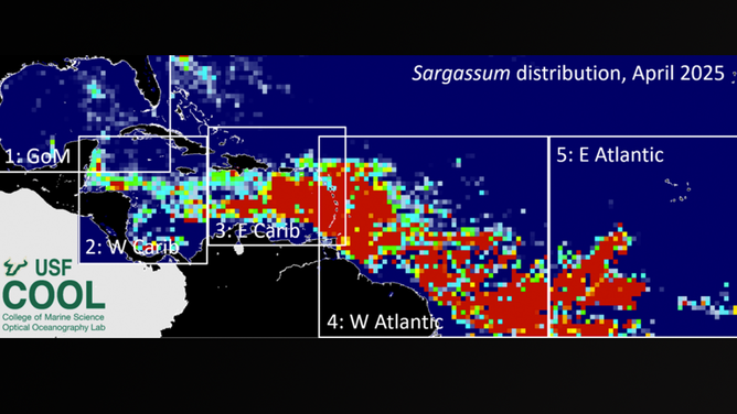 A map showing the average Sargassum seaweed for the month of April 2025 with warm colors representing a higher amount in the Caribbean Sea and Gulf.