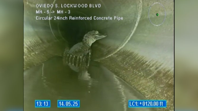 An alligator was discovered chilling in underground pipes in Oviedo, Florida, on Wednesday.
