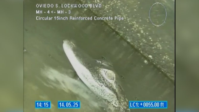An alligator was discovered chilling in underground pipes in Oviedo, Florida, on Wednesday.