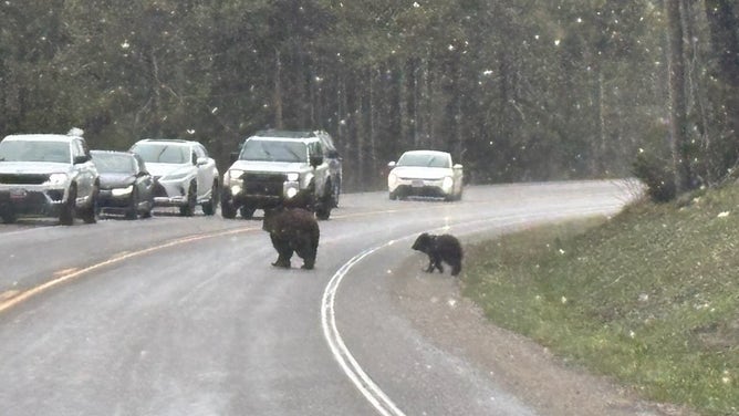 GB1063 and her third cub were found together crossing a road in Colter Bay.