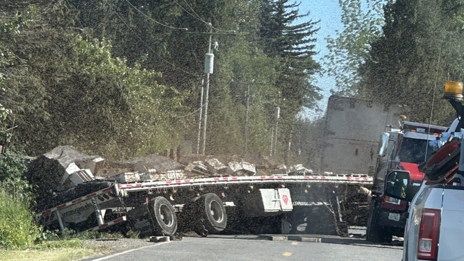 Bees Unleashed In Whatcom County, Washington