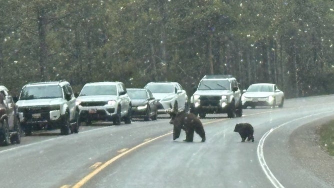 GB1063 and her third cub were found together crossing a road in Colter Bay.