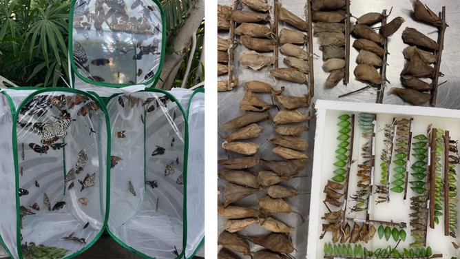 Butterflies, chrysalids and cocoons from the St. Louis Zoo at their temporary home, the Sophia M. Sachs Butterfly House in Chesterfield, Missouri.