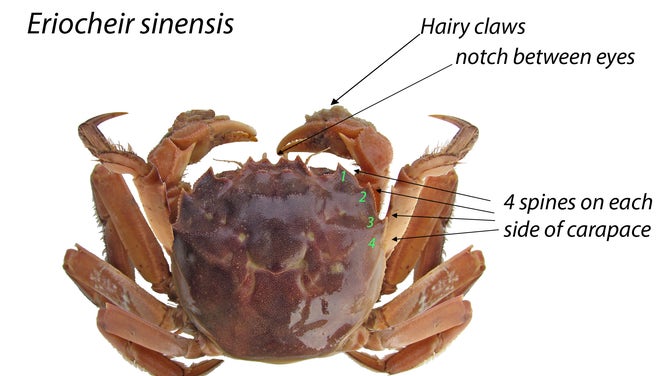 Chinese mitten crab