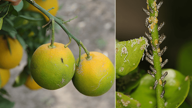 Oranges plagued by citrus greening (left) and Asian citrus psyllid (right).