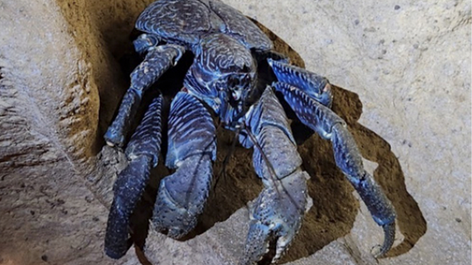 A photograph of the Coconut Crab Birgus latro from April 2024.