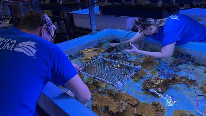 Coral babies head to Florida Keys to help restore dying reefs