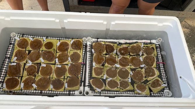 Coral babies head to Florida Keys to help restore dying reefs