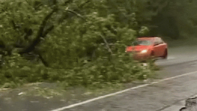 A driver inexplicably crashed head-on into a freshly lightning-struck tree and then fled the scene in Bennington, Vermont, following a thunderstorm. The bizarre incident was captured on video by Henry's Weather Channel.
