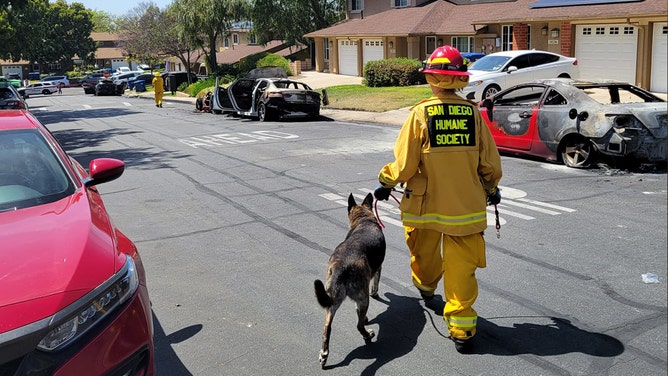 The San Diego Humane Society deployed its teams Thursday morning to the Murphy Canyon neighborhood after a deadly plane crash, providing critical support for animals impacted by the disaster.