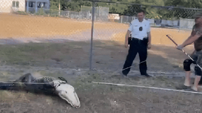 Deputies helped capture a nine-foot alligator named Elvis outside a preschool in Lithia, Florida, on Tuesday.