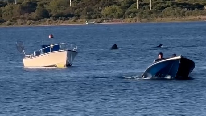 A 20-foot shark sighting in Block Island's Great Salt Pond on Memorial Day has been identified as a harmless basking shark that likely made a navigational error.