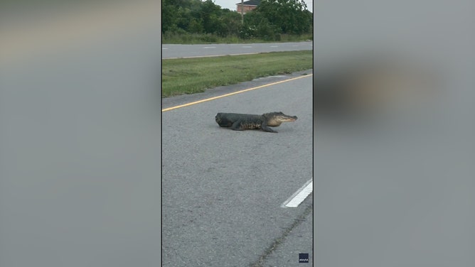 A tailless alligator was seen slowly waddling across a road in southern Louisiana on Monday, May 19, as onlookers watched in disbelief, footage shows.