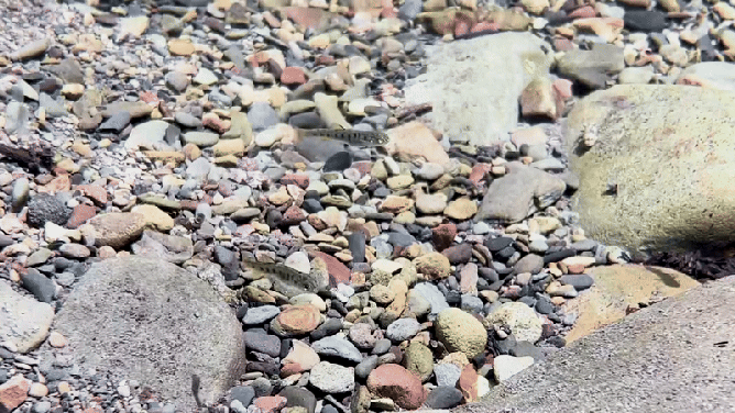 Baby Southern California steelhead trout.