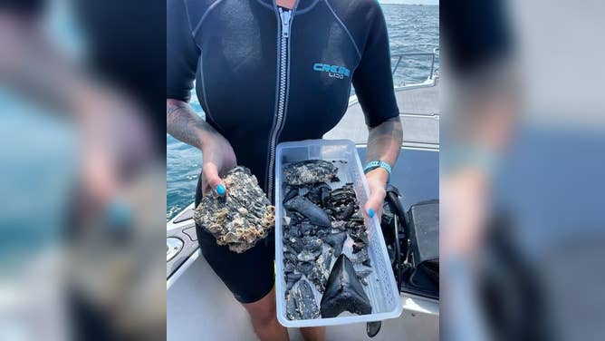A collection of teeth and fossils found by Kristina Scott while diving.