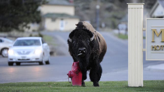 A wild bison rubs against a fire hydrant to help remove molting fur, outside the Mammoth Hot Spring Hotel in Yellowstone National Park in Wyoming May 15, 2011. Yellowstone is the only place in the United States where bison have lived continuously since prehistoric times. The bison population in Yellowstone fluctuates from 2300 to 4500 animals.