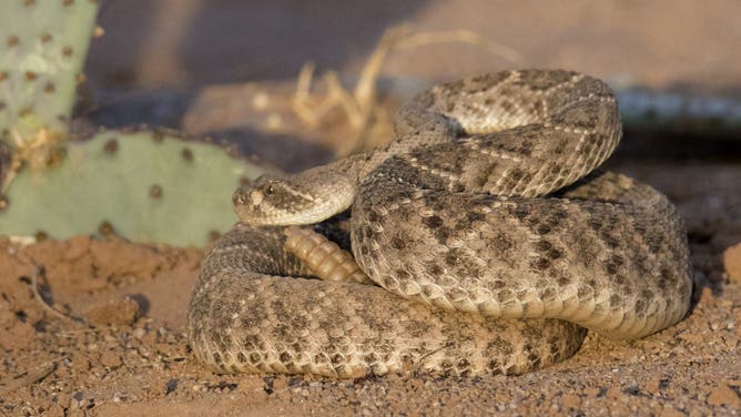 Western Dioamondback Rattlesnake (Crotalus atrox) Southern Arizona