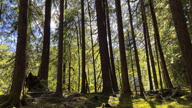 Spruce Trail in the Hoh Rain Forest in Olympic National Park in Washington.