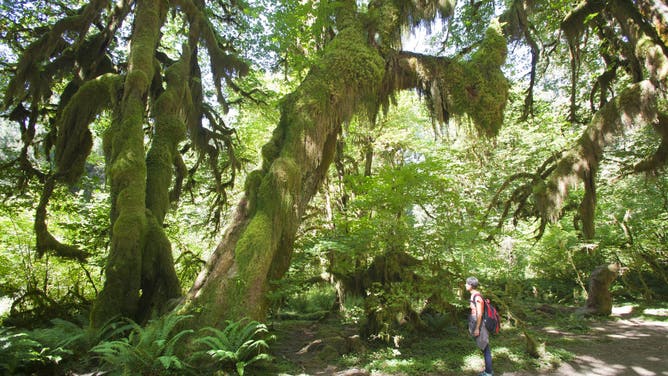 Hall of Mosses in Hoh Rain Forest in Olympic National Park, Washington.