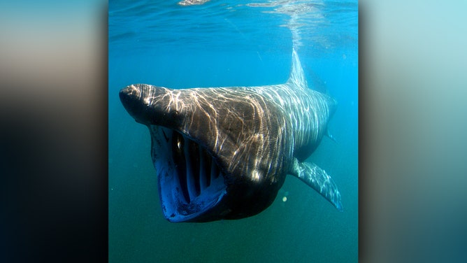 The basking shark up close.
