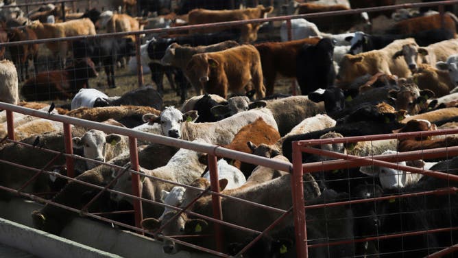 Cattle are detained in the pens of the Chihuahua Regional Livestock Union , at the Jeronimo-Santa Teresa border crossing in Ciudad Juarez, Mexico on November 27, 2024. The United States stops imports of Mexican cattle due to the presence of screwworm. After a case of screwworm was identified in the town of Catazaja, in Chiapas, the United States chose to temporarily suspend imports of live Mexican cattle, according to the Government of Mexico itself.