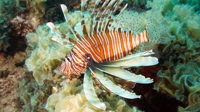 MUGLA, TURKIYE - APRIL 19: A lionfish (Pterois volitans) is seen underwater at Asi Bay, located between Iztuzu and Sarigerme in Ortaca district of Mugla, Turkiye on April 19, 2024. Asi Bay is known for its underwater diversity and underwater caves, making it a main attraction for divers and underwater photographers.