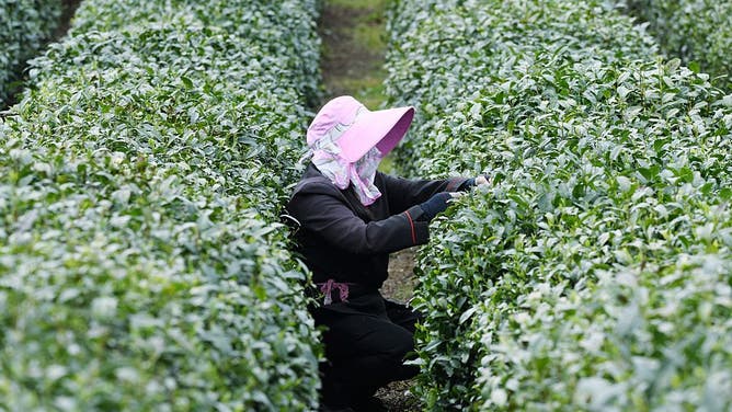 West Lake Longjing Tea Plantation in Hangzhou