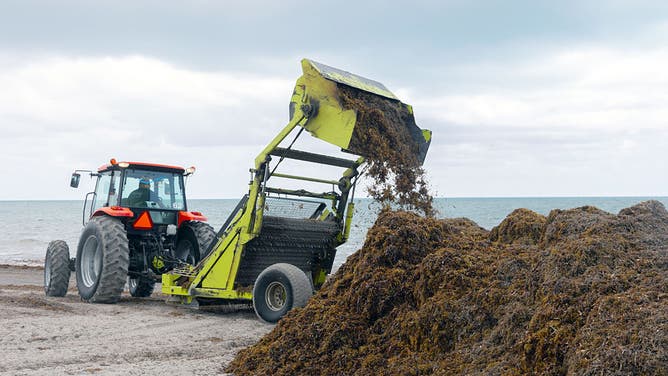 Swaths of sargassum, or seaweed, washed up in Key Biscayne on Thursday, April 24 and was raked into piles to be taken to the landfill.