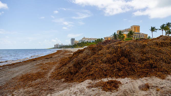 A pile of sargassum, or seaweed, on Key Biscayne's coastline on Thursday, April 24. (Ashley Miznazi/The Miami Herald/Tribune News Service via Getty Images)