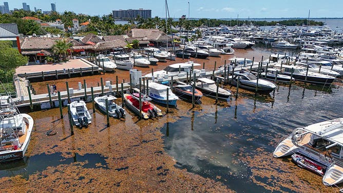 A seaweed belt surrounds boats moored along Dinner Key Marina outside of Monty's Coconut Grove restaurant in Miami, Florida on Thursday, May 8, 2025. Scientists predict 2025 to be a record seaweed season.